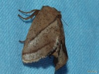 Nason's Slug Moth 