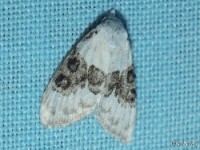 Sharp-blotched Nola Moth
