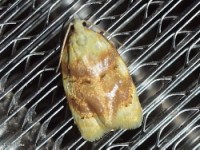 Oak Leaftier Moth