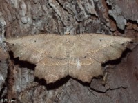 Obtuse Euchlaena Moth