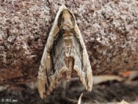 Elm Sphinx Moth(Ceratomia amyntor)