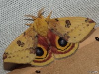 Io Moth in flight(Hodges #7746 Automeris io)