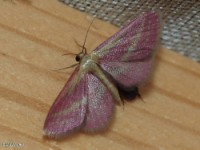 Raspberry Wave Moth