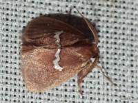 Pin-striped Slug Moth