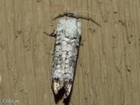 Pecan Carpenterworm Moth