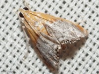 Sooty-winged Chalcoela Moth