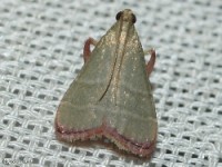 Olive Arta Moth