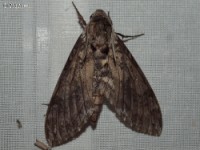 Carolina Sphinx Moth(Manduca sexta)