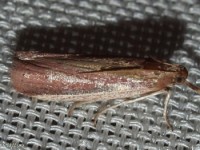 Tampa Moth