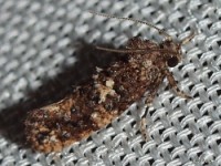 Cresson's Grass-tubeworm Moth