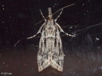 Striped Eudonia Moth