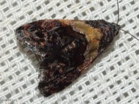 Tripudia Owlet Moth