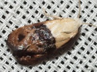 Fleabane Cochylid Moth