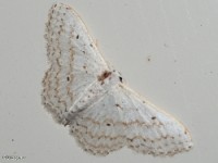 Dot-lined Wave Moth