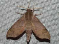 Virginia Creeper Sphinx Moth