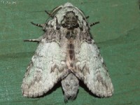 Mottled Prominent Moth