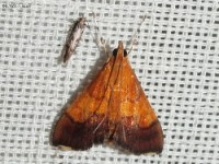 Bicolored Pyrausta Moth