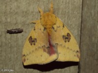 Io Moth at rest(Hodges #7746 Automeris io)