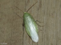 Green Banana Cockroach