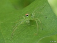 Translucent Green Jumper Spider