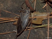 Eastern Toe-Biter Waterbug
