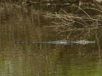 Approx. 5 ft. American Alligator