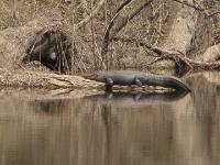 American Alligator, (at least 10 ft.)