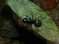 Eastern Black Carpenter Ant