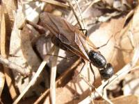 Queen Eastern Black Carpenter Ant