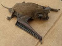 Brazilian Free-Tailed Bat