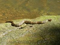 Broad-banded Water Snake, Adult