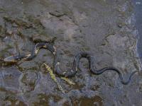 Newly Born Broad-banded Water Snake