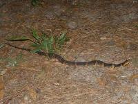 Broad-banded Water Snake(On land @ night)