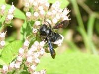 Carpenter-mimic Leafcutter Bee