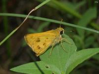 Whirlabout Grass Skipper Butterfly