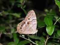 Pearly-Eyes Butterfly