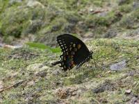 Spicebush Swallowtail Butterfly, BFLY29