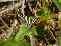 Zebra Swallowtail Butterfly Injured but flying OK.