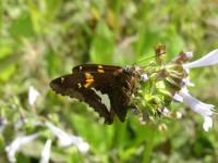 Silver-spotted Skipper Butterfly