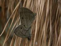 Carolina Satyr Butterfly Mating