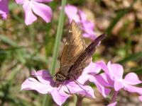 Cloudywing Butterfly