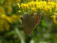 Hairstreak Butterfly, Probably Gray