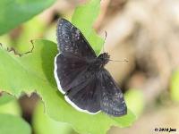 Funereal of Mournful Duskywing Butterfly