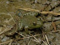 Young Bullfrog