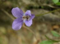 Common Violet Flower, BLVIFL1