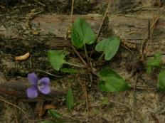 Common Violet Plant, BLVIPL1