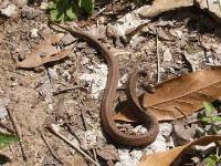 Texas Brown Snake(Approx 13 inch)
