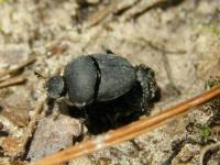 Tumblebug (Dung Beetle)