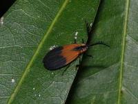 Net-winged Beetle