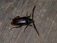 Tile-horned Beetle 